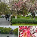 苏堤 - 杭州市旅游 缩略图 4