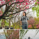 苏堤 - 杭州市旅游 缩略图 1