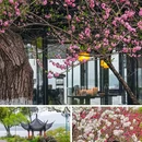 苏堤 - 杭州市旅游 缩略图 3