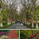苏堤 - 杭州市旅游 缩略图 7