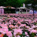 杭州花圃 - 杭州市旅游 缩略图 7