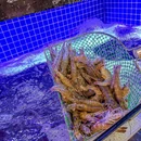 盱小龙海鲜火锅排挡 - 上海市旅游 缩略图 7