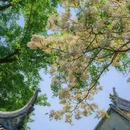 怡园 - 苏州市旅游 缩略图 3