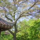 怡园 - 苏州市旅游 缩略图 7