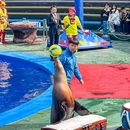 老虎滩极地海洋动物馆 - 大连市旅游 缩略图 9