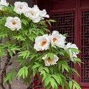 少华山潜龙寺景区 - 渭南市旅游 缩略图 3