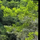 少华山潜龙寺景区 - 渭南市旅游 缩略图 2