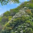少华山潜龙寺景区 - 渭南市旅游 缩略图 6