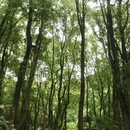 铁山坪森林公园 - 重庆市旅游 缩略图 1