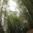 铁山坪森林公园 - 重庆市旅游 缩略图 4