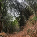 铁山坪森林公园 - 重庆市旅游 缩略图 3