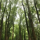 铁山坪森林公园 - 重庆市旅游 缩略图 8