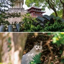 普陀山风景区 - 舟山市旅游 缩略图 7