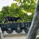 网师园 - 苏州市旅游 缩略图 3