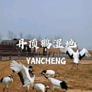 中华麋鹿园 - 盐城市旅游 缩略图 7