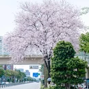 温江二中 - 成都市旅游 缩略图 3