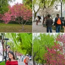 苏堤 - 杭州市旅游 缩略图 7