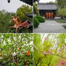 苏堤 - 杭州市旅游 缩略图 9