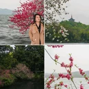 苏堤 - 杭州市旅游 缩略图 4