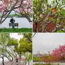 苏堤 - 杭州市旅游 缩略图 1