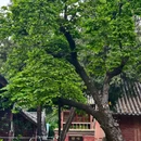 菩提寺森林公园 - 南阳旅游 缩略图 5