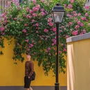 颐和路 - 南京市旅游 缩略图 1