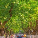 颐和路 - 南京市旅游 缩略图 5