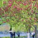 杭州西湖 - 杭州市旅游 缩略图 4