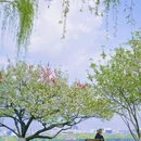 杭州西湖 - 杭州市旅游 缩略图 5