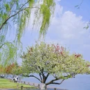 杭州西湖 - 杭州市旅游 缩略图 2