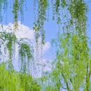 杭州西湖 - 杭州市旅游 缩略图 3
