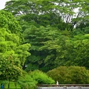 东莞植物园 - 东莞市旅游 缩略图 8