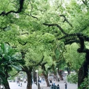 中山公园 - 佛山市旅游 缩略图 6
