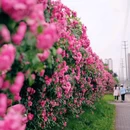 动力锦悦湾 - 成都市旅游 缩略图 8