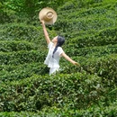 青城山道茶观光园 - 成都市旅游 缩略图 1