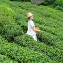 青城山道茶观光园 - 成都市旅游 缩略图 4