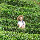 青城山道茶观光园 - 成都市旅游 缩略图 5