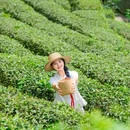 青城山道茶观光园 - 成都市旅游 缩略图 8
