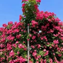 海宁国际花卉城游客中心 - 嘉兴市旅游 缩略图 9