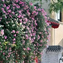 北锣鼓巷 - 北京市旅游 缩略图 5