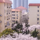 三明南路 - 青岛市旅游 缩略图 4