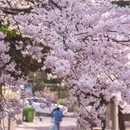 三明南路 - 青岛市旅游 缩略图 6