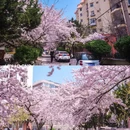 三明南路 - 青岛市旅游 缩略图 2