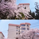 三明南路 - 青岛市旅游 缩略图 5