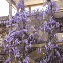 青岛市美术馆 - 青岛市旅游 缩略图 3