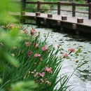 杭州西湖风景名胜区-长桥溪水生态修复公园 - 杭州市旅游 缩略图 3