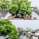 八字桥村 - 绍兴市旅游 缩略图 5