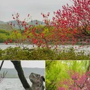 苏堤 - 杭州市旅游 缩略图 1