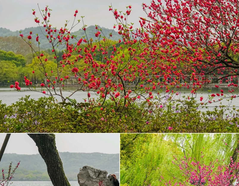 苏堤 - 杭州市旅游 1