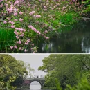 苏堤 - 杭州市旅游 缩略图 8